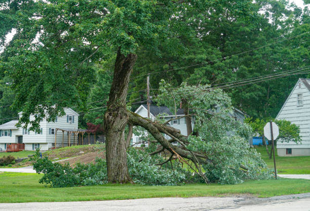 Best Palm Tree Trimming  in Plymouth, MN